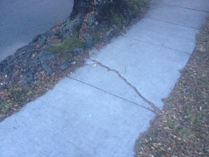 An example of a tree outgrowing the space provided and buckling the sidewalks.